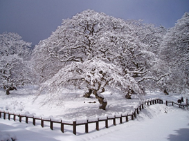 テングシデ　雪