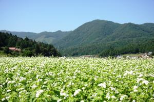 そばの花