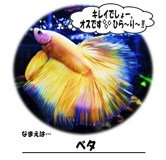 ベタ