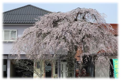 桜全景