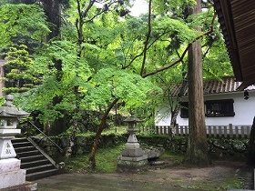 あいにくの雨ですが、新緑がきれいでした。