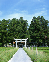 亀山八幡神社社叢