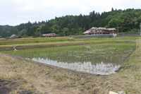 田植え7